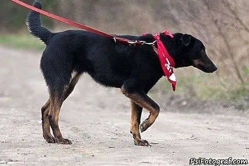 Tekila - czarna, podpalana ślicznotka :),  lubelsk