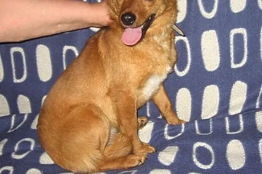 MARUSIA-około roczna,wysterylizowana,adopcja!,  świętokrzyskie Kielce