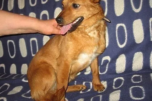 MARUSIA-około roczna,wysterylizowana,adopcja!,  św