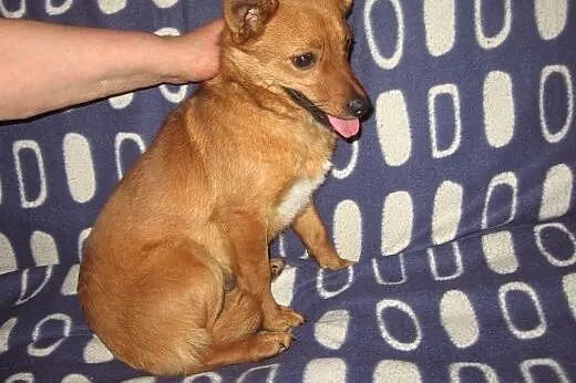 MARUSIA-około roczna,wysterylizowana,adopcja!,  św