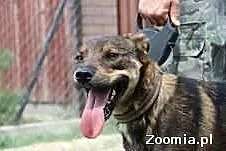 Bury szuka domu!