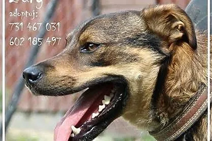 Bury szuka domu!