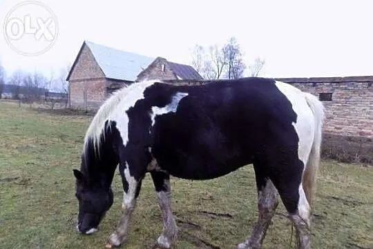 Sprzedam piękną srokatą klacz źrebną