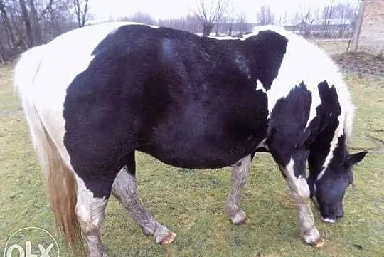 Sprzedam piękną srokatą klacz źrebną