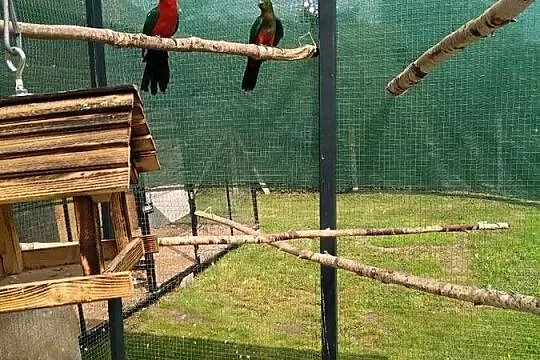 Para szkarłatek królewskich