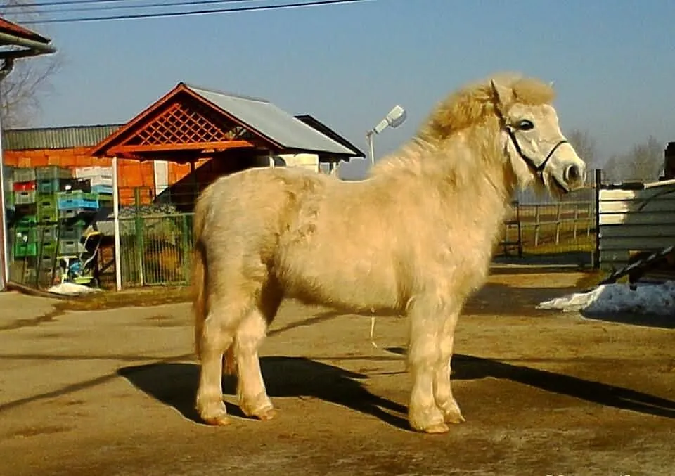 Kuc kucyk siwy