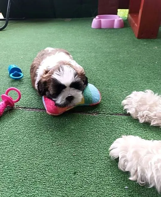 Rezerwacja suczki Shih Tzu, Podkarpackie, Dębica