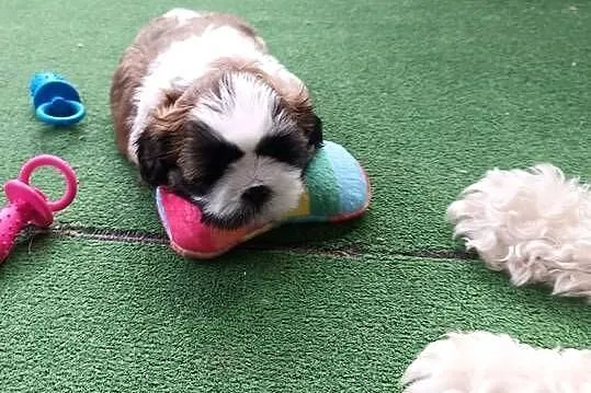 Rezerwacja suczki Shih Tzu, Podkarpackie, Dębica