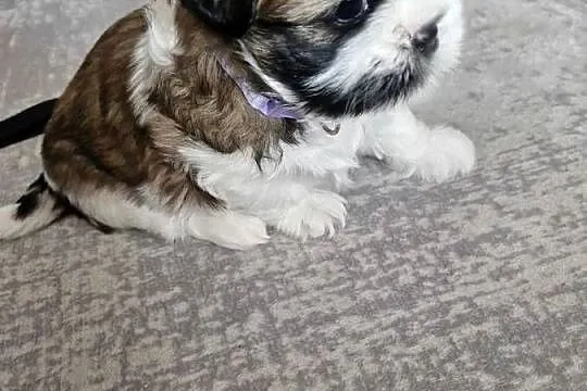 Rezerwacja suczki Shih Tzu, Podkarpackie, Dębica