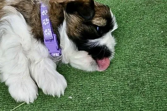 Rezerwacja suczki Shih Tzu, Podkarpackie, Dębica