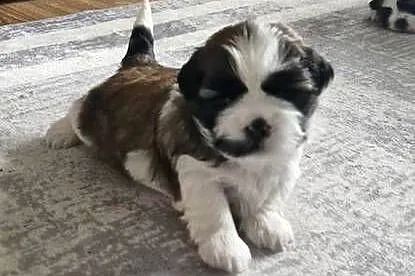 Rezerwacja suczki Shih Tzu, Podkarpackie, Dębica