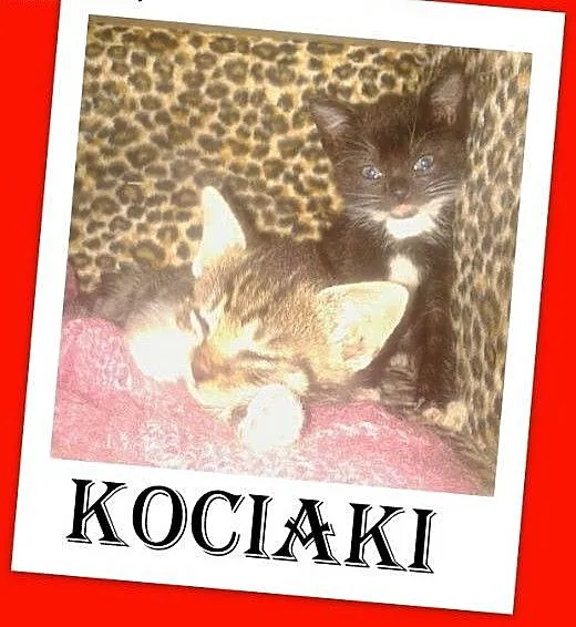 Kocięta 7 tyg.kocurek,kociczka.ADOPCJA, świętokrz