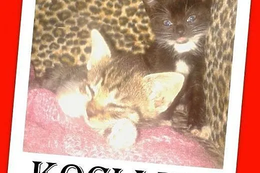 Kocięta 7 tyg.kocurek,kociczka.ADOPCJA, świętokrzyskie Kielce