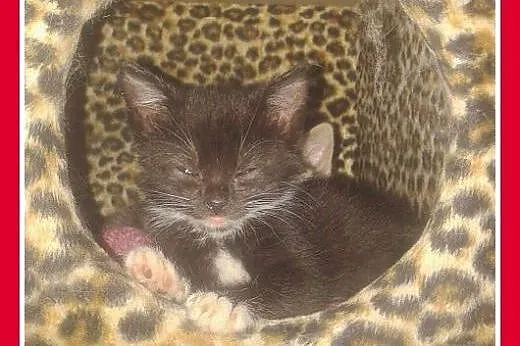 Kocięta 7 tyg.kocurek,kociczka.ADOPCJA,  świętokrz