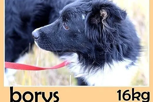 16kg,border mix,mądry,łagodny,spokojny pies BORYS.Adopcja,  małopolskie Kraków
