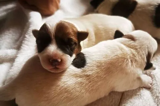 Jack russell terier, Wielkopolskie, Kłodawa