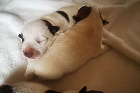 Jack russell terier, Wielkopolskie, Kłodawa