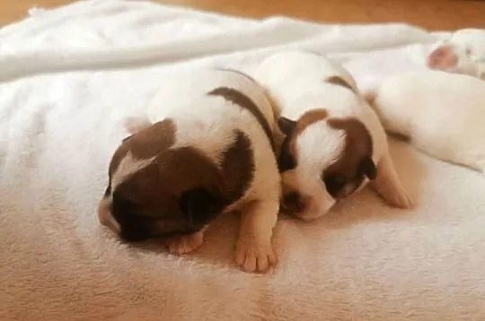 Jack russell terier, Wielkopolskie, Kłodawa