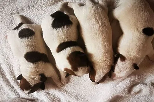 Jack russell terier, Wielkopolskie, Kłodawa