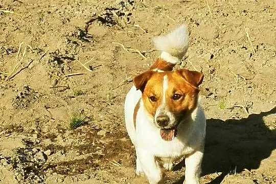 Jack russell terier, Wielkopolskie, Kłodawa