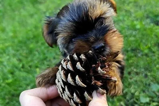 Yorkshire Terrier