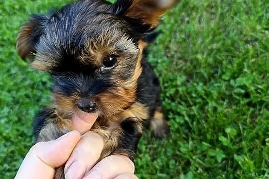 Yorkshire Terrier, Podlaskie, Bakałarzewo