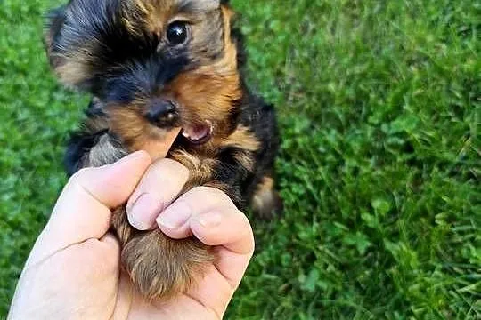 Yorkshire Terrier, Podlaskie, Bakałarzewo