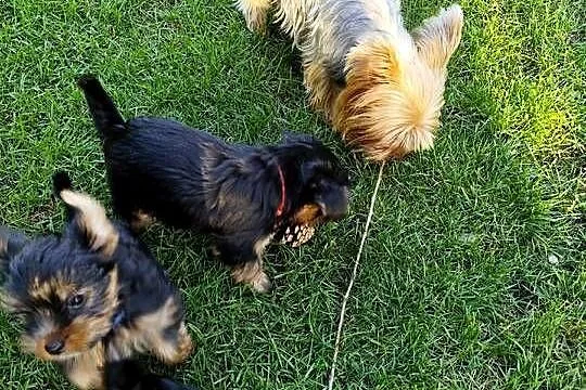 Yorkshire Terrier, Podlaskie, Bakałarzewo