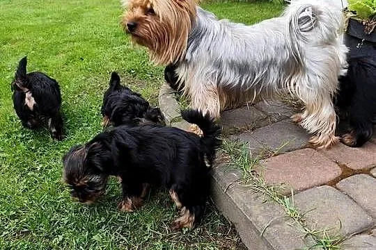 Yorkshire Terrier, Podlaskie, Bakałarzewo