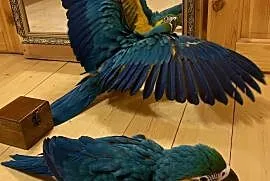 Ara ararauna ptaki oswojone ręcznie karmione, Rybnik
