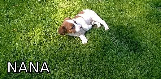 Nana - słodki szczeniak do adopcji !!!, dolnośląs