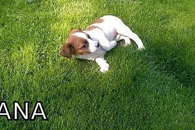 Nana - słodki szczeniak do adopcji !!!,  dolnośląs