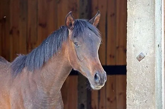 Ogierek roczny arab skarogniady, , Dynów
