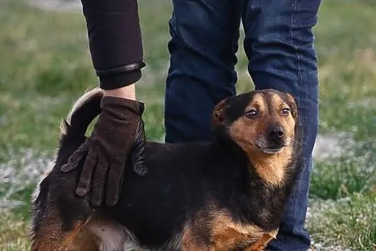 Hugo na krótkich łapkach :)