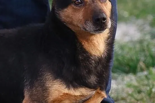 Hugo na krótkich łapkach :)