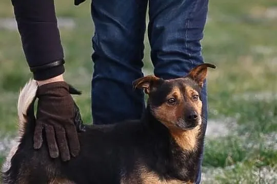 Hugo na krótkich łapkach :)