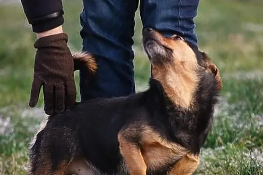 Hugo na krótkich łapkach :)