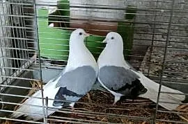 Orliki lubelskie siwe boki
