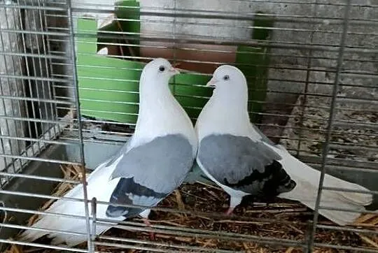 Orliki lubelskie siwe boki
