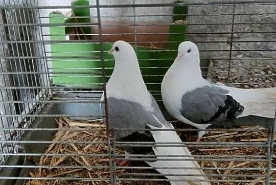 Orliki lubelskie siwe boki, Lubelskie, Tokarówka