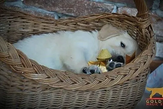 Golden retriever piękne szczenięta,  Labrador retr, cała Polska