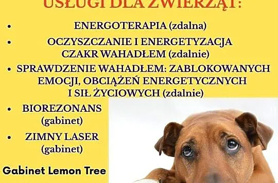 Energoterapia dla zwierząt zdalnie!