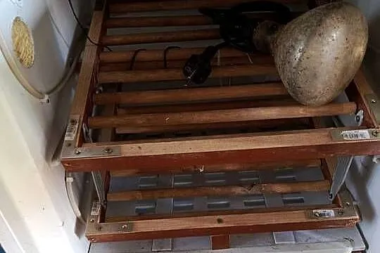 Inkubator  do wylęgu jajek, Podkarpackie, Kolbuszowa