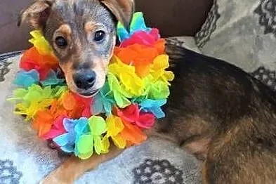 Dropiś - 4,5 miesięczny, śliczny szczeniak do adopcji