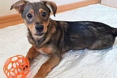 Dropiś - 4,5 miesięczny, śliczny szczeniak do adopcji, Mazowieckie, Warszawa