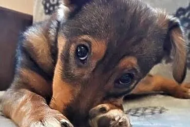 Dropiś - 4,5 miesięczny, śliczny szczeniak do adopcji, Mazowieckie, Warszawa