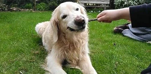 Golden Retriever DARGO - do adopcji, śląskie Częs