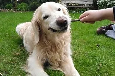 Golden Retriever DARGO - do adopcji,  śląskie Częs