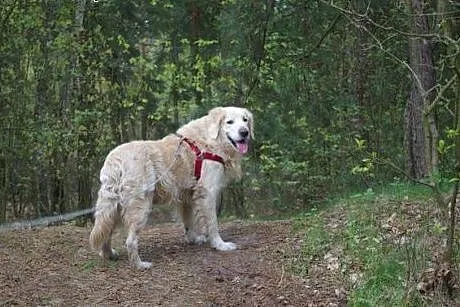 Golden Retriever DARGO - do adopcji,  śląskie Częs