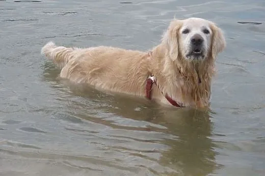 Golden Retriever DARGO - do adopcji,  śląskie Częs